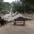 316-7867--7872 Fallen Tree Panorama